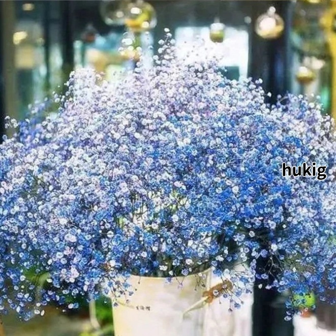 現貨 滿天星種子 買100粒發300粒 開花爆滿 滿天星花種子陽臺盆栽室內外春秋夏四季開花易活花卉當年開花 滿天星 種子
