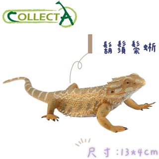 【MRW】CollectA 英國高擬真模型 鬍鬚鬃蜥 模擬 動物模型 公仔