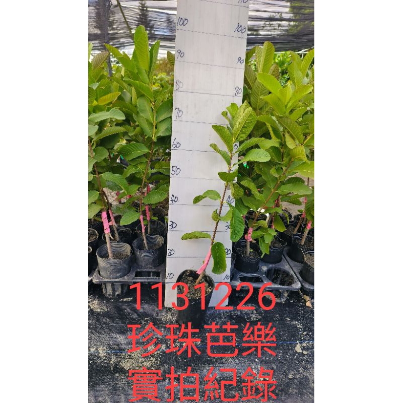 珍珠芭樂苗、珍珠拔苗、水蜜芭樂苗、紅寶石芭樂苗、香拔芭樂苗、黃金蜜芭樂苗、西瓜芭樂苗，竹節蟲飼料 竹節蟲芭樂葉