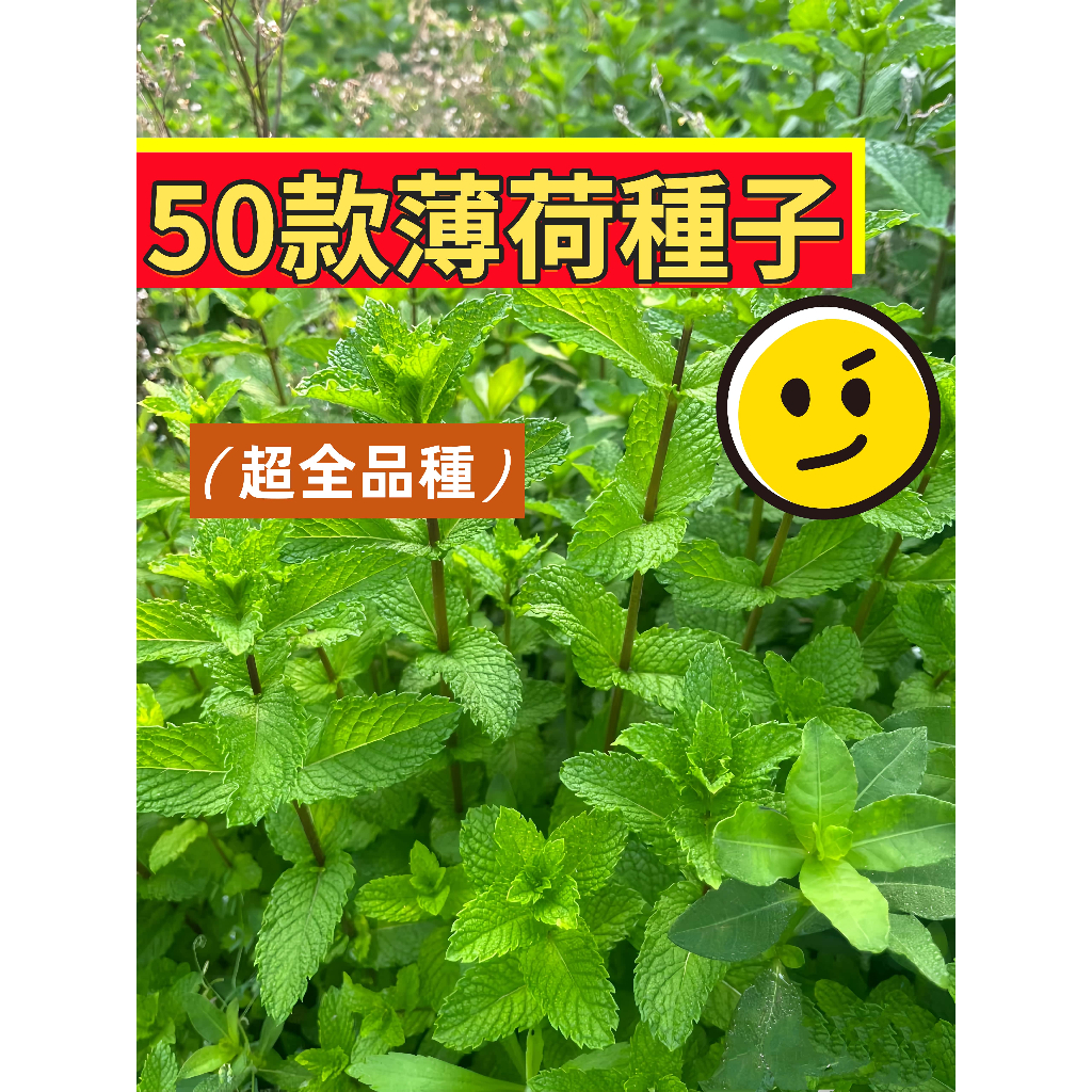 【48h出貨】36款薄荷種子大全 食用薄荷留香蘭薄荷美國薄荷強效驅蚊清涼薄荷種子檸檬香水薄荷香草種子庭院盆栽#Mint