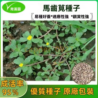 官方自營【原廠包裝】馬齒莧種子 約20000粒 農家種籽四季春季夏秋冬季種蔬菜種孑青菜盆栽花卉種籽