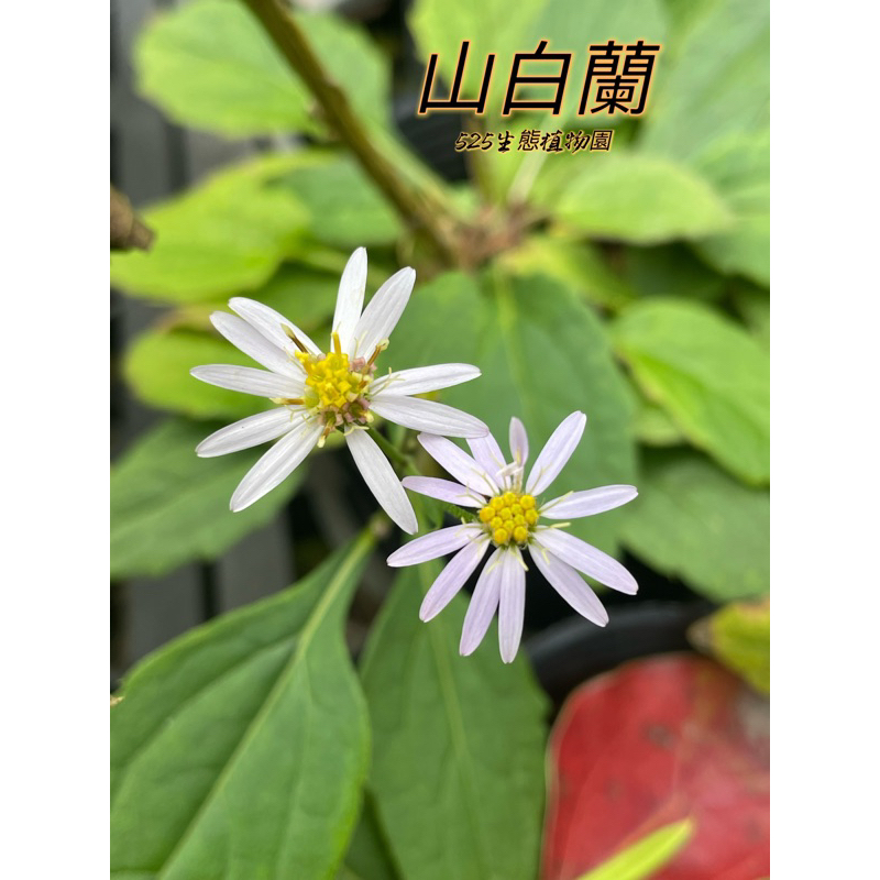 『525生態植物園』山白蘭（原生植物，觀花植物）