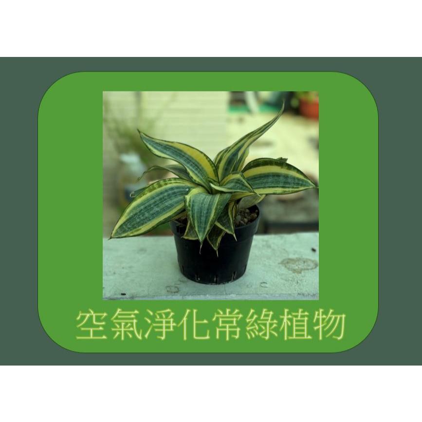 哈尼虎尾蘭【觀葉植物。短葉黃邊虎尾蘭】~最佳的室內景觀植栽~