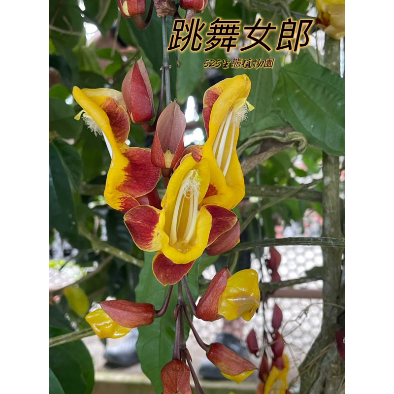 『525生態植物園』跳舞女郎（舞者之鞋，時鐘藤，黃花老鴉嘴）非原生植物，藤蔓，觀花，圍籬，棚架遮蔭或觀賞植物