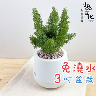 【小品文化】武竹【現貨】3吋雪胖免澆水盆栽 室內植物 室內盆栽 懶人盆栽 水培植物 水培盆栽 室內盆栽 觀葉植物