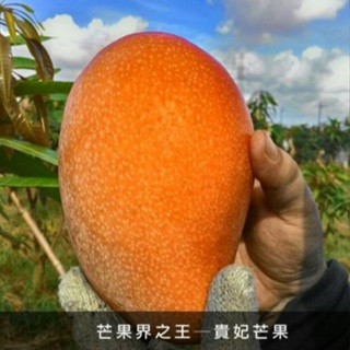 貴妃芒果大苗🟡矮化嫁接最新技術-可陽臺產果🟡愛文芒果苗 四季蜜芒果苗 金蜜芒果苗 蜜雪芒果苗 金煌芒果苗 芒果苗