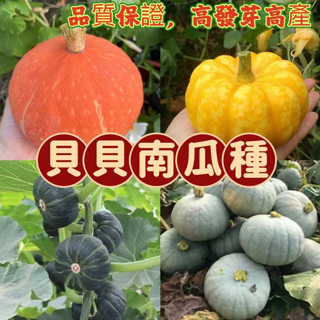 臺灣現貨速發【貝貝南瓜種子】板栗貝貝  南瓜種子 多品種貝貝南瓜 日本桔瓜 蔬菜種子迷你小南瓜 高品質高產蔬菜瓜