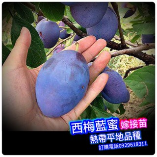 ✅3代大果西梅藍蜜✅矮化盆栽✅可盆栽陽臺+快速結果，紅肉李苗、黃肉李苗、冰糖李苗、蜂糖李苗、西瓜李苗、蜜棗李苗