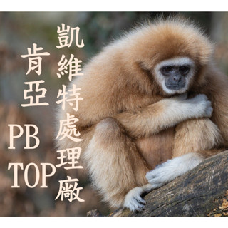 (2024) 獵豆工坊🐆 肯亞 恩布 凱維特處理廠 珍珠圓豆 TOP 咖啡生豆 500g