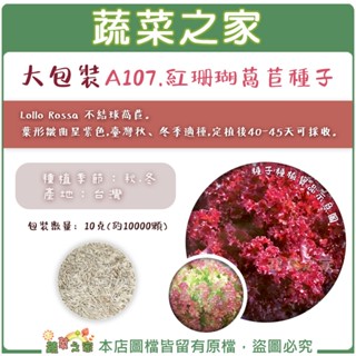 【蔬菜之家滿額免運】大包裝.紅珊瑚萵苣種子10克(約10000顆)Lollo Rossa 不結球萵苣 葉形皺