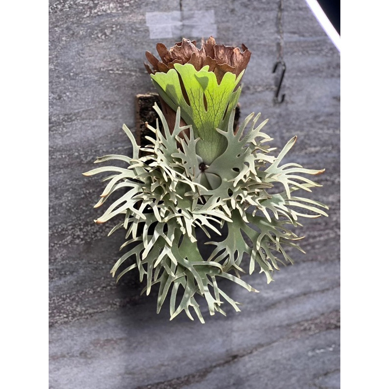 特選株❗️yello moon dwarf spore 特選株❗️yello moon dwarf spore