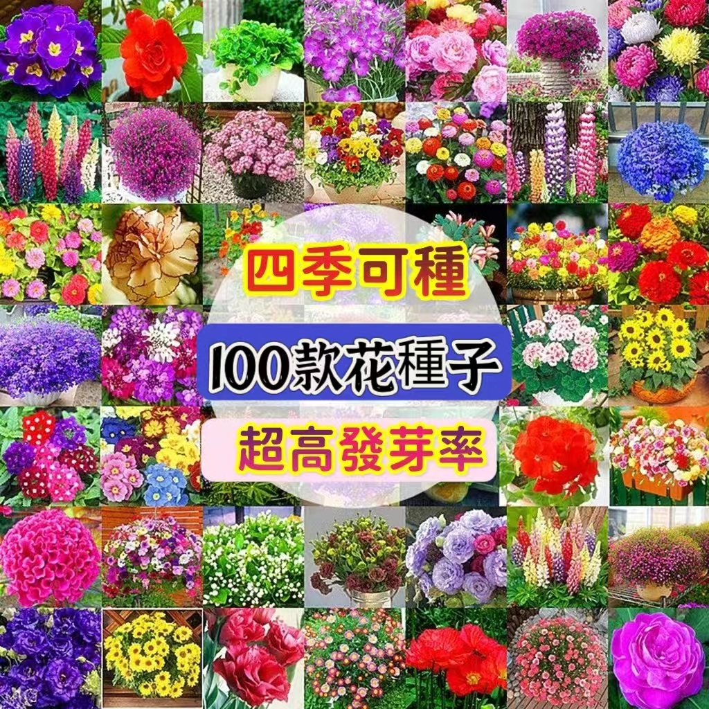 ✔💥【超多花卉種子大全】 玫瑰種子 茉莉花 夜來香 紫藤花 繡球花 梔子花 太陽花 向日葵 牽牛花 薰衣草 波斯菊四季花