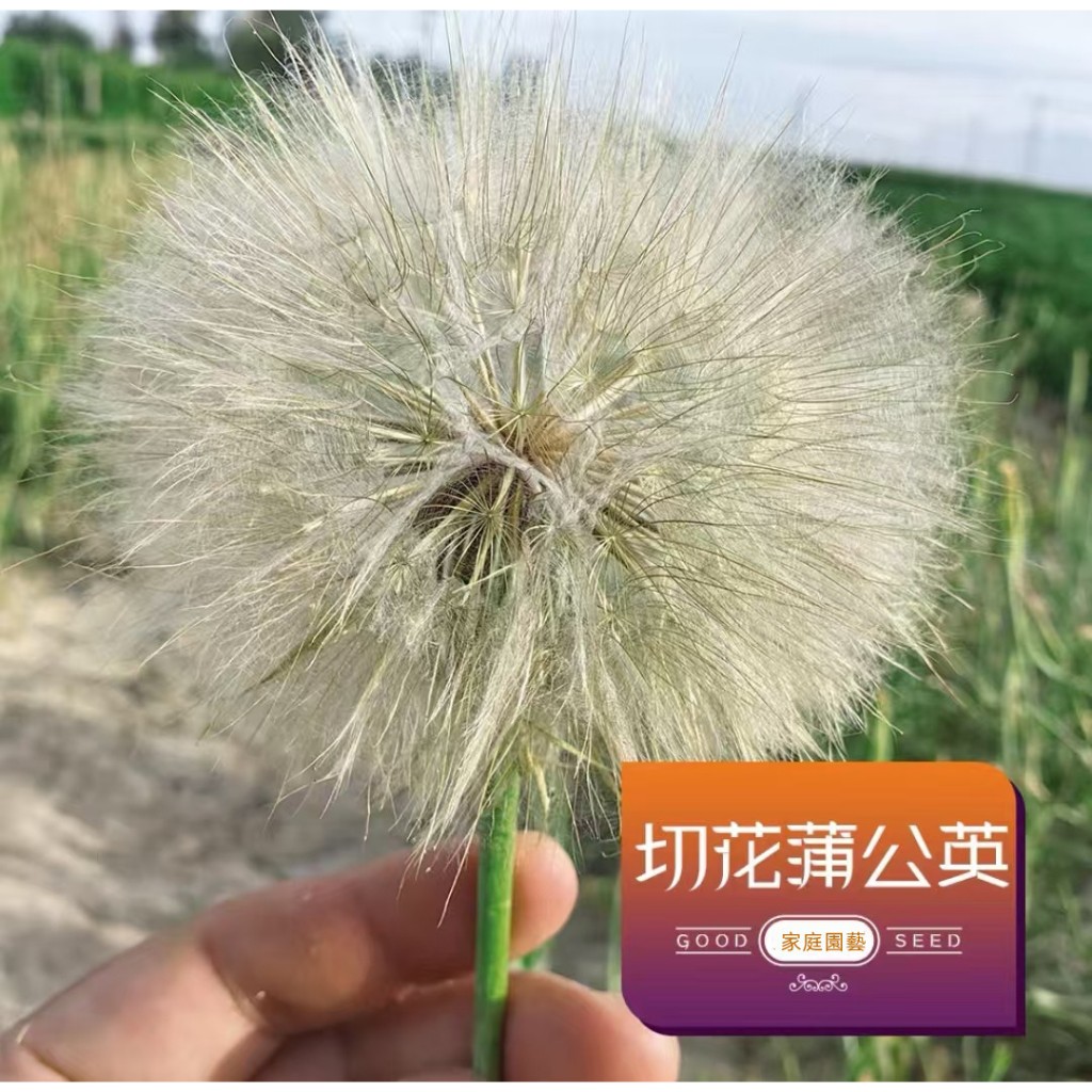 HZY花卉種子 切花蒲公英 超級蒲公英 巨型蒲公英 黃瓜婆羅門參 原裝種子