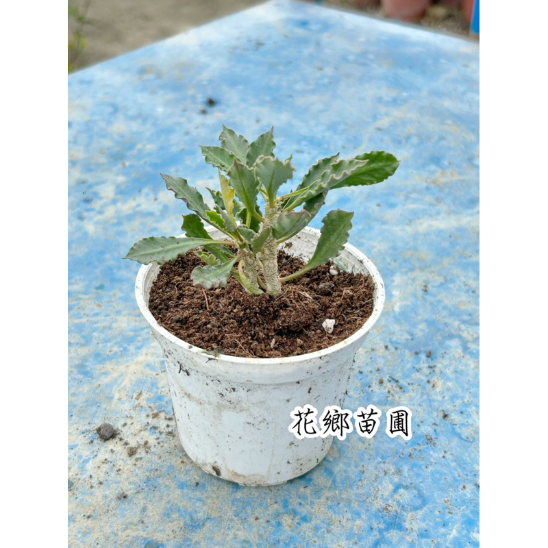 《花鄉苗圃》  皺葉麒麟、仙人掌、多肉