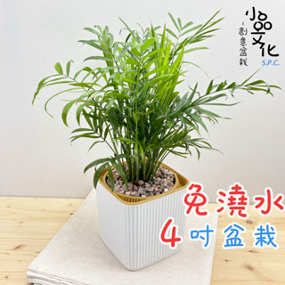 【小品文化】袖珍椰子【現貨】4吋四方免澆水盆栽 室內植物 室內盆栽 懶人盆栽 水培植物 水培盆栽 室內盆栽 觀葉植物