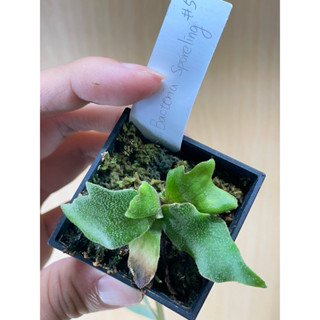 🌟【三貓百鹿🐱🦌】🦠侏儒細菌孢子苗✨全世界最小的鹿角蕨 /玉女/細菌/侏儒/孢子/鹿角蕨/圓葉/亞猴/AR/澳銀/鹿角