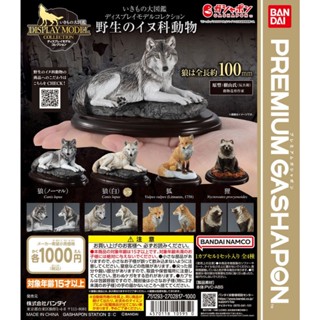 𓅓MOCHO𓅓 現貨 BANDAI Premium 扭蛋 生物大圖鑑展示模型-野生犬科動物 全4種 單顆