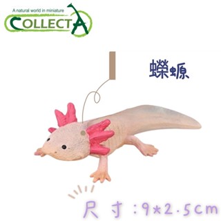 collectA 蠑螈 六角恐龍 墨西哥鈍口螈 英國高擬真模型 粉紅色 白化 水棲型 兩棲類模型 商品尺寸:9x2.5