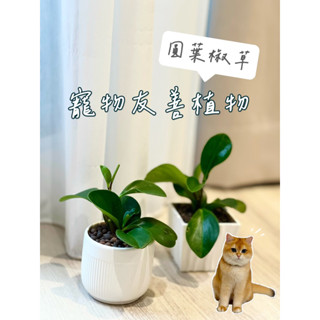 ［貓日子園藝］盆栽 圓葉椒草 附高質感陶瓷盆/厚塑膠盆 觀葉植物 寵物友善植物 室內植物 懶人盆栽 禮物 辦公室小物