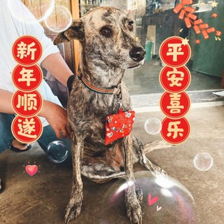 Ne Kono Te貓貓狗狗寵物紅包袋/（現貨）可訂做