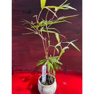 樂山 暹羅竹 觀賞用 小型盆栽