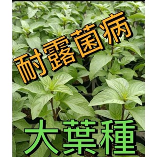 愛上種子 農場強力推薦 大葉九層塔種子 🌿每包50粒 大葉羅勒 性狀 大葉，紫紅莖 「強健、耐露菌病 」專業生產用