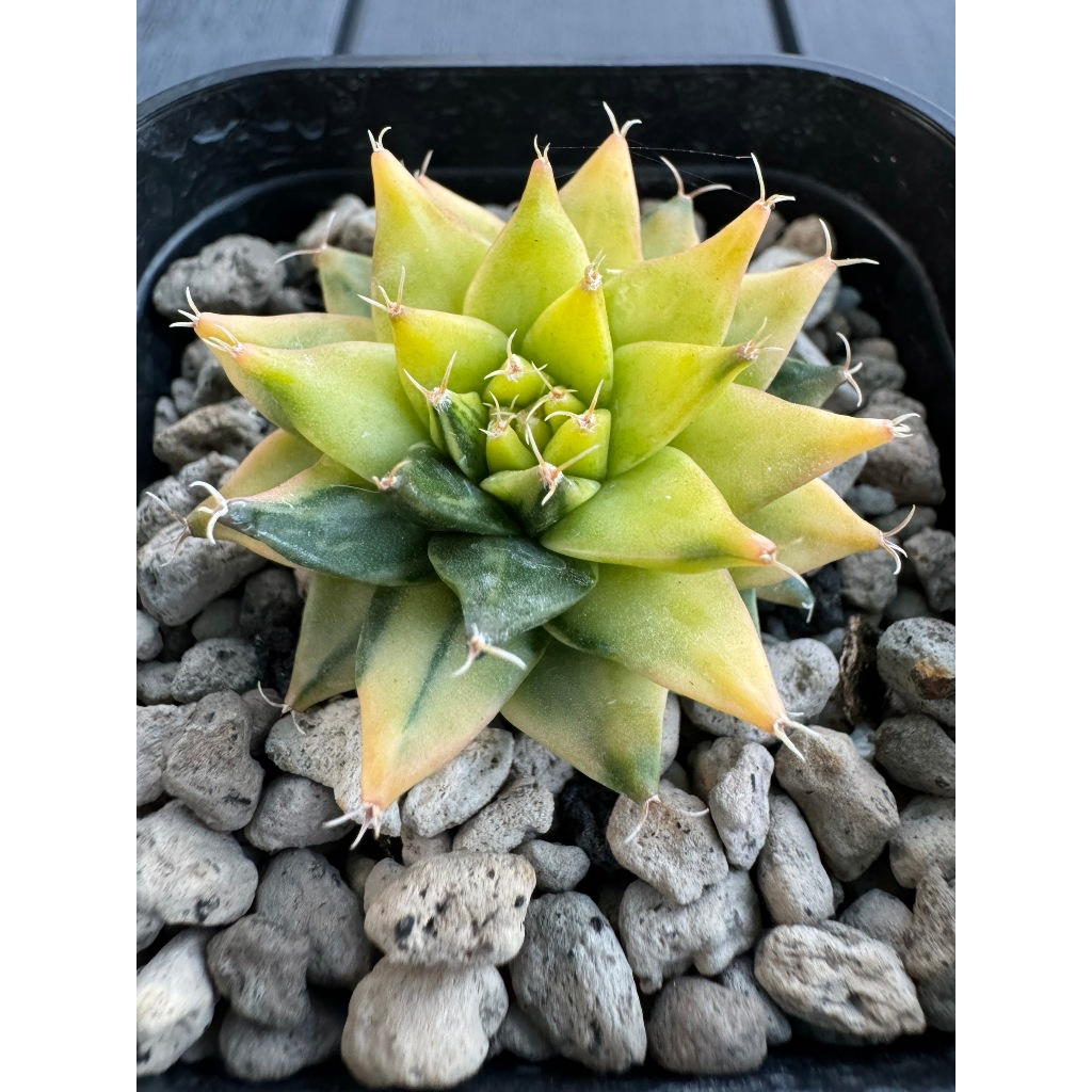 帝冠錦(小)#C┃仙人掌┃一物一拍┃植人森林 多肉植物