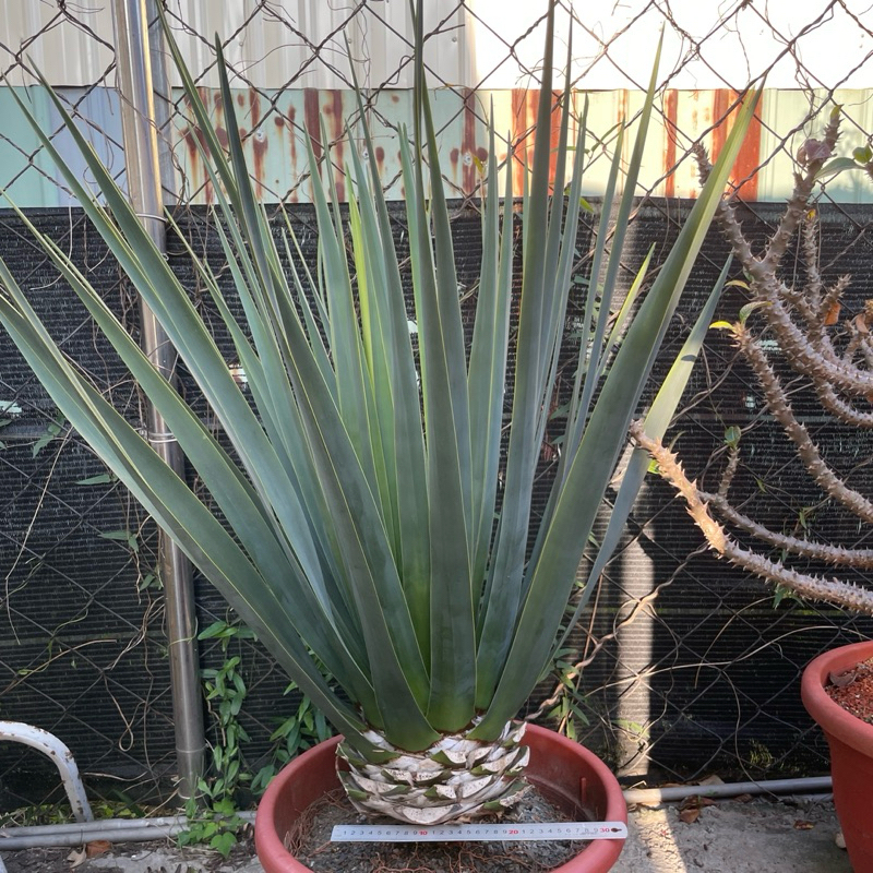 【G.L.魔仙園多肉植物】索科特拉龍血樹Dracaena cinnabari(詳看說明)