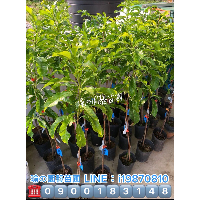 蜜香黃金果（靠接苗）