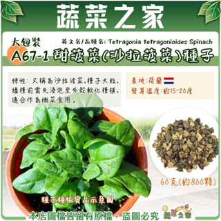 【蔬菜之家滿額免運】大包裝A67-1.甜菠菜(沙拉菠菜)種子60克(約800顆)產地荷蘭 葉菜種子 蔬菜種子