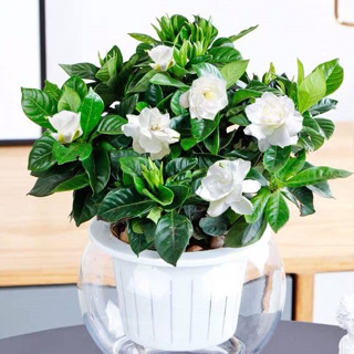 梔子花種子重瓣大葉小葉梔子花種籽綠植盆栽花卉室內植物香草種子【惠農園藝】