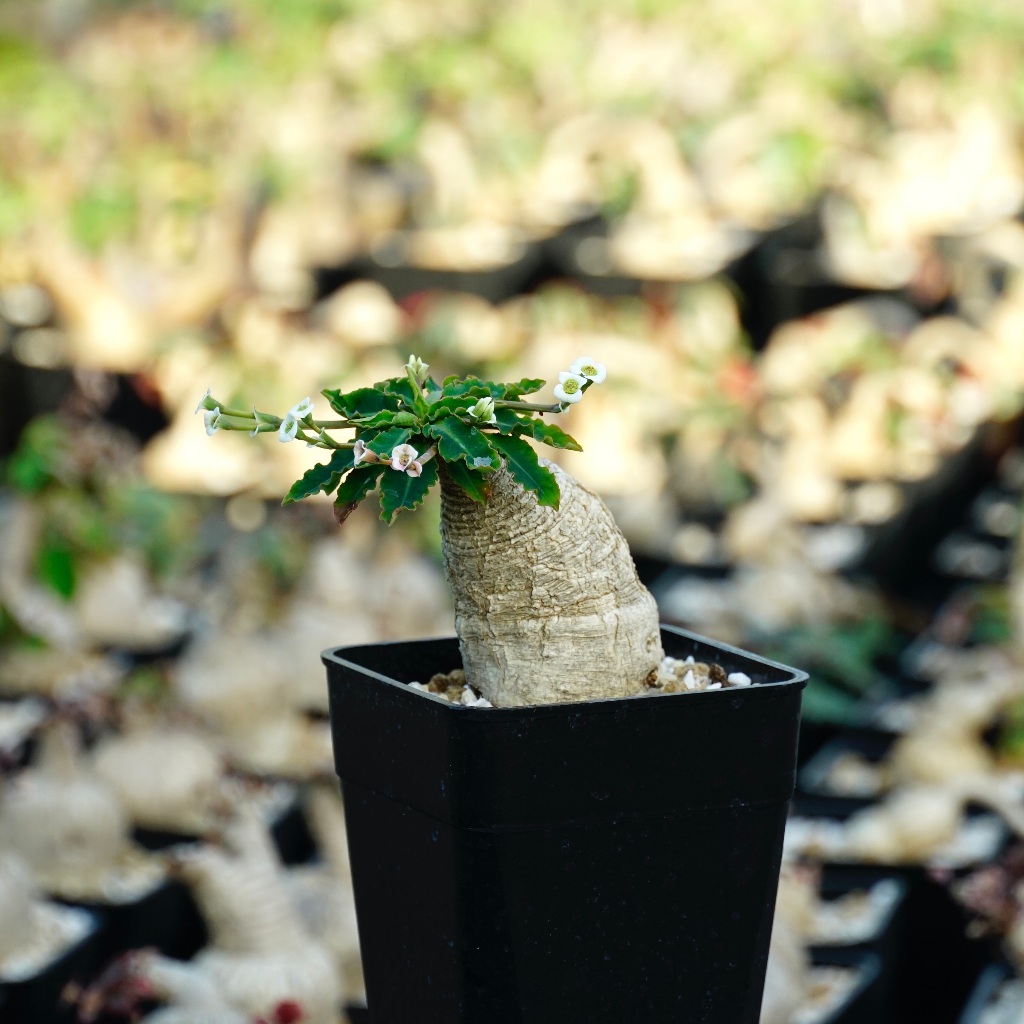 【酉5PM】魚骨大戟｜原產｜Euphorbia spannringii (fishbone) ESP007