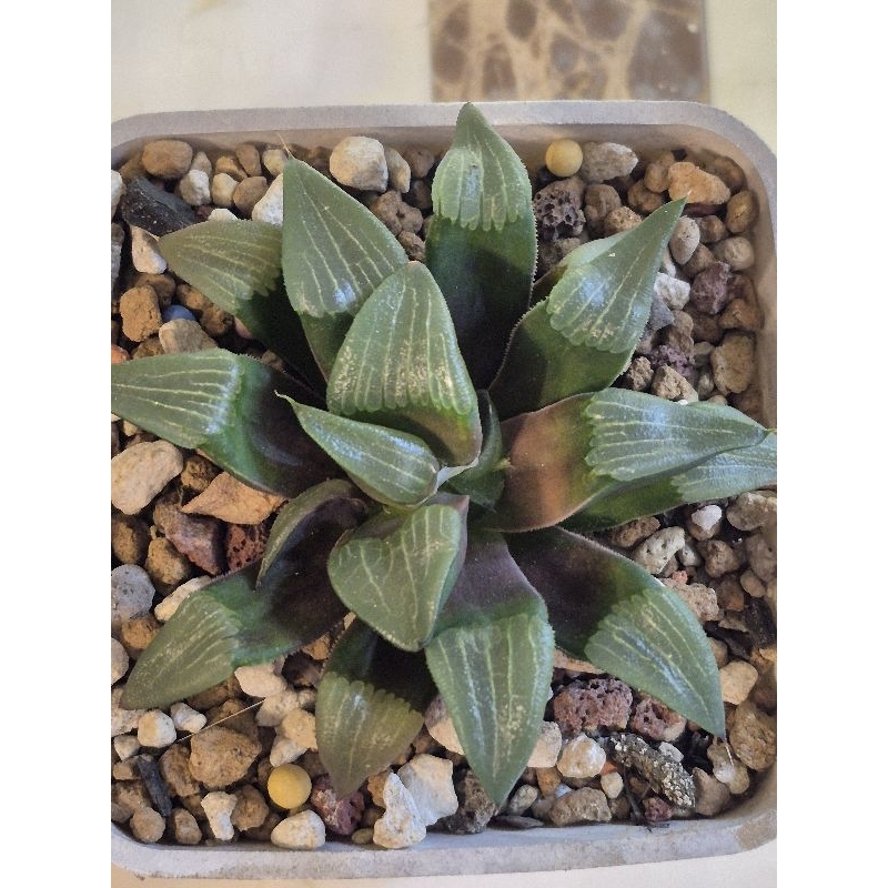 多肉植物 百合科 十二卷屬 克雷克大
