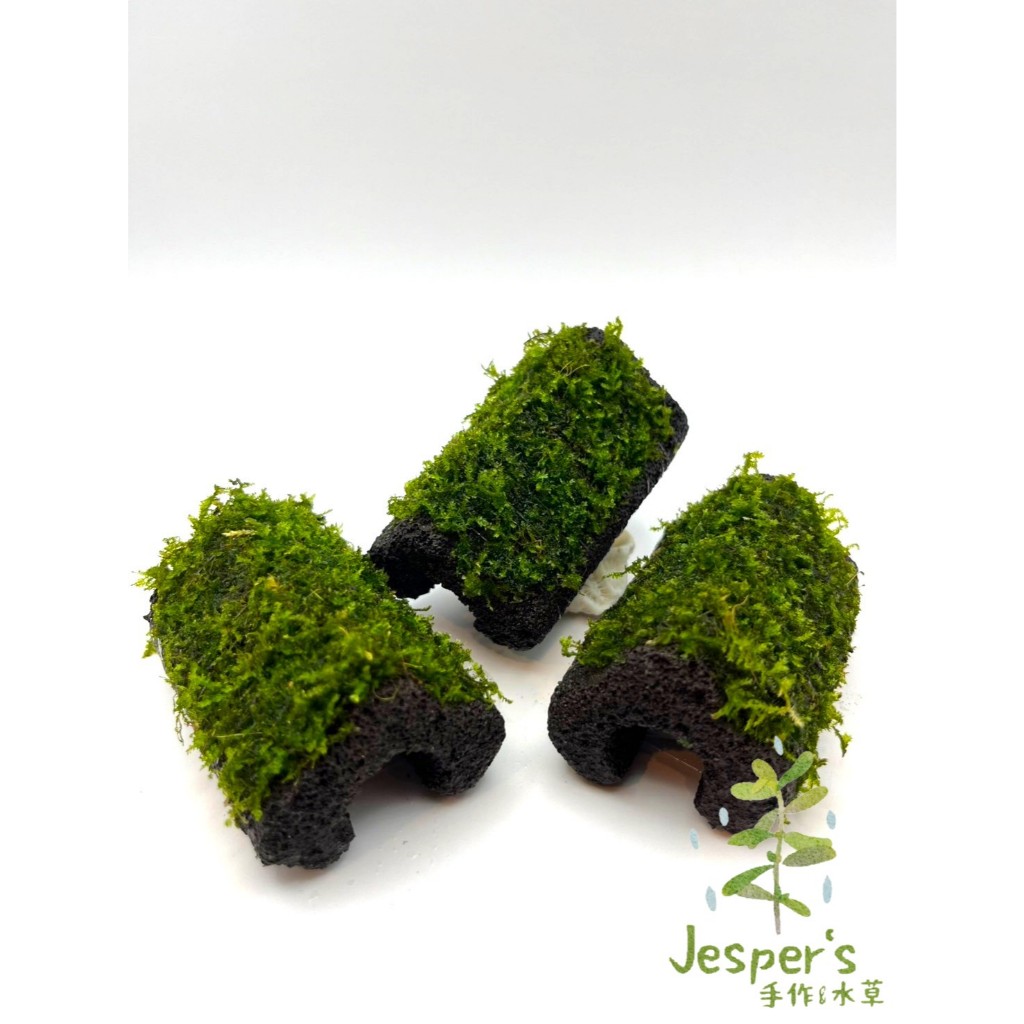 [🐌Jesper's手作水草] 莫絲山丘 前景 草皮 綠色水草 蝦屋 懶人造景 陶瓷柱 簡單好飼養