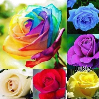 現貨 七彩玫瑰花種子 優質精選 一份100粒 新品稀有玫瑰花種子 玫瑰 花種子 薔薇玫瑰花種子 爬藤玫瑰種子 花卉種子