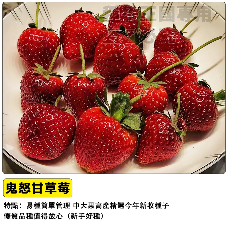 （48h出貨）鬼怒甘草莓種子~稀有黑草莓（日本品種）甜度高~產量大#丹東草莓#盆栽水果種子