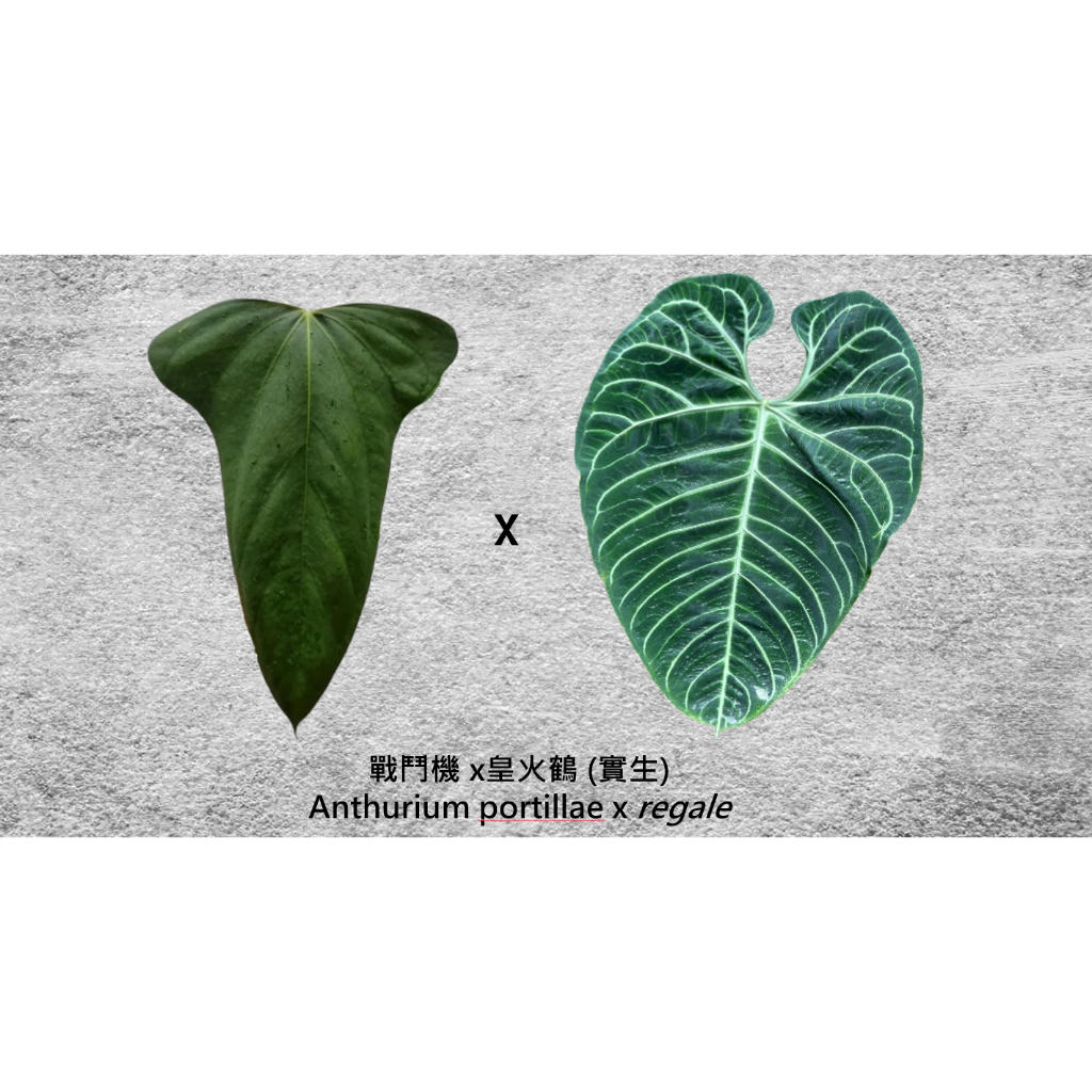 戰鬥機 x皇火鶴 (實生)(NEW一物一拍+擇優出貨)｜ Anthurium portillae x regale