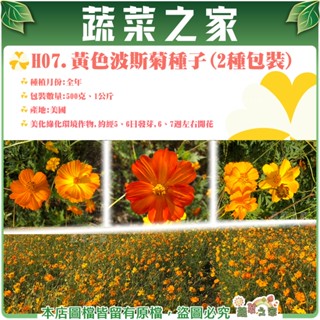 【蔬菜之家滿額免運】黃色波斯菊種子(美化綠化環境作物) 500克.1公斤(共2種規格可選) 景觀花海種子