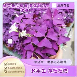 小樹盆栽 本家培育 微型盆栽四季播種紫葉酢醬草種球種子盆栽幸運草三葉草花卉盆栽室內庭院水培植物 室內植物 迷你盆栽