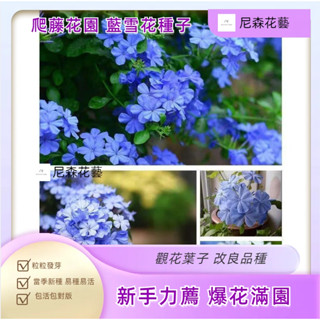 小樹盆栽 四季開花爬藤植物 爬藤藍雪花種子 室內陽臺庭院耐熱好養花卉水培植物 室內植物 迷你盆栽