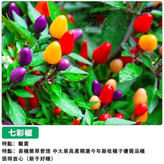 【48h出貨】七彩椒觀賞辣椒種子 彩虹辣椒種子（可觀賞可食用不辣）四季播種辣椒種子盆栽蔬菜種子#hot pepper