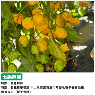 【48h出貨】七鍋辣椒(黃)種子(極辣)~7 Pot Hot Pepper~魔鬼辣椒種子~蔬菜種子#hot pepper