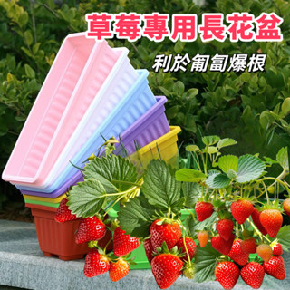 草莓專用長花盆 長方形花盆 花盆大號 陽臺種菜種花長方形花盆 花器 種菜盆 塑膠長條花盆槽盆栽種植盆