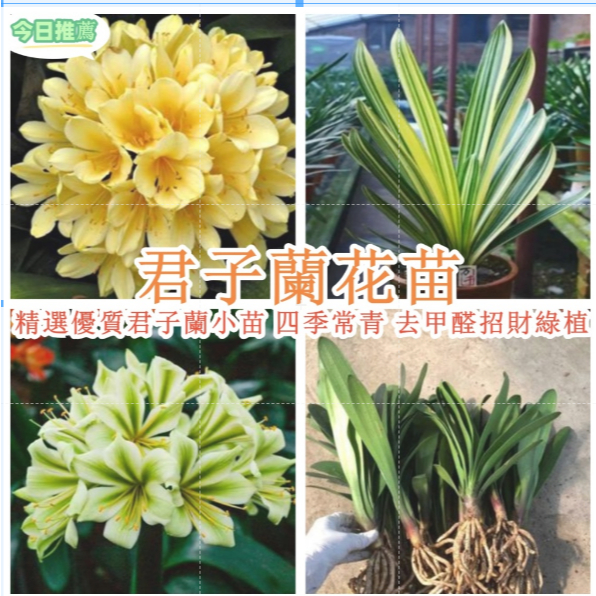 【君子蘭花苗 】君子蘭種球 最新金絲鴛鴦盆栽綠植花卉綠植盆栽圓頭和尚開富貴種球