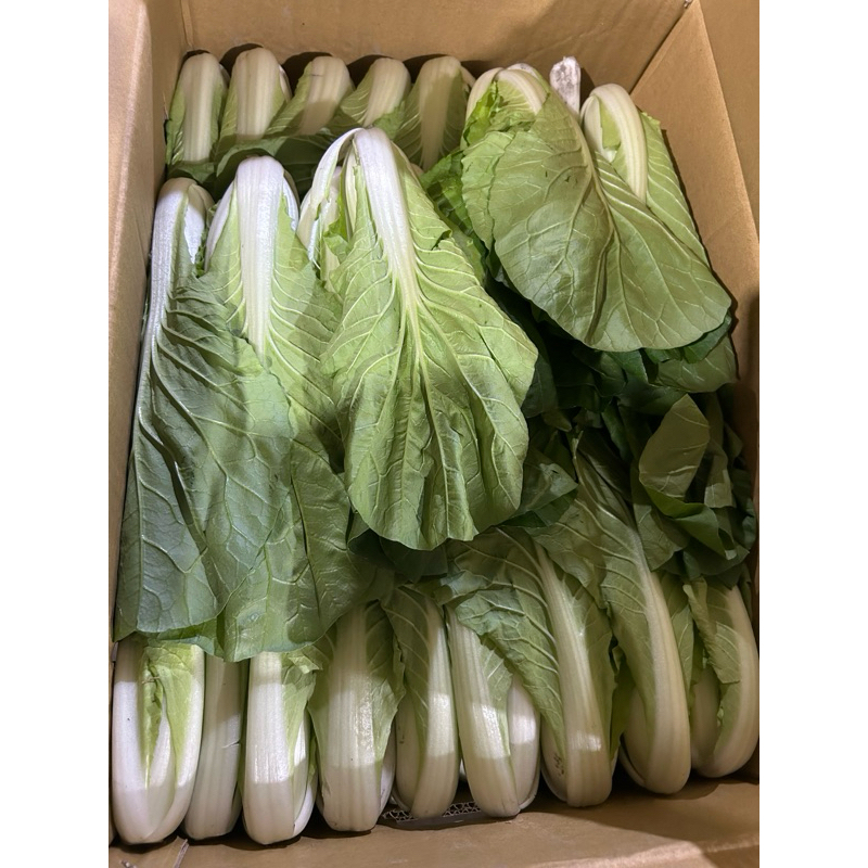 （現貨）蚵白菜一箱12公斤