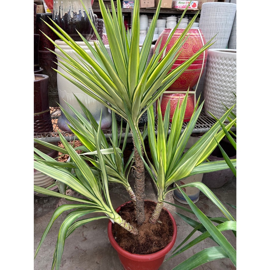 植系青屬-尤加/象腳王蘭/斑葉尤加/室內植物/觀葉植物/一呎二盆