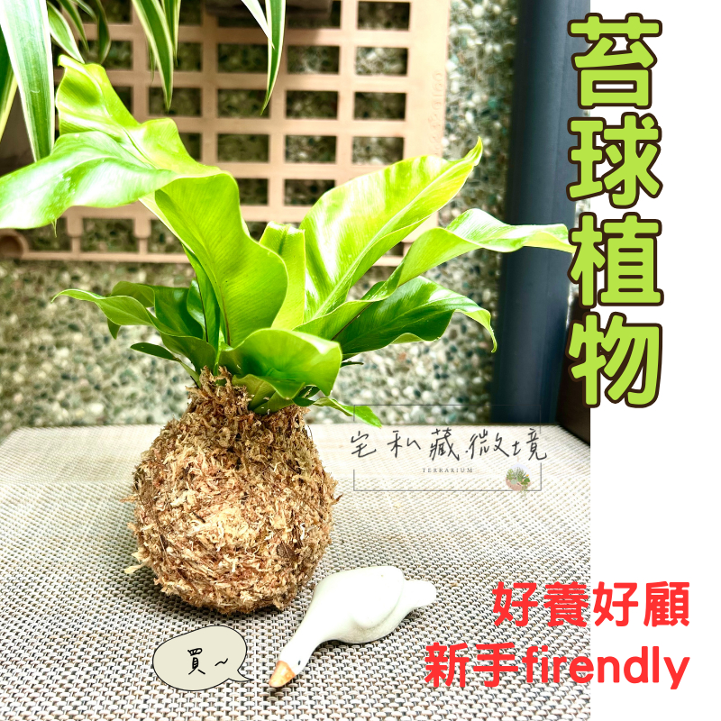 [宅私藏微境]苔球 苔球上板 植物 波士頓腎蕨 蕾絲蕨 鐵線蕨 兔腳蕨 山蘇苔球 圓葉椒草 陽光黃金葛苔球 吊蘭