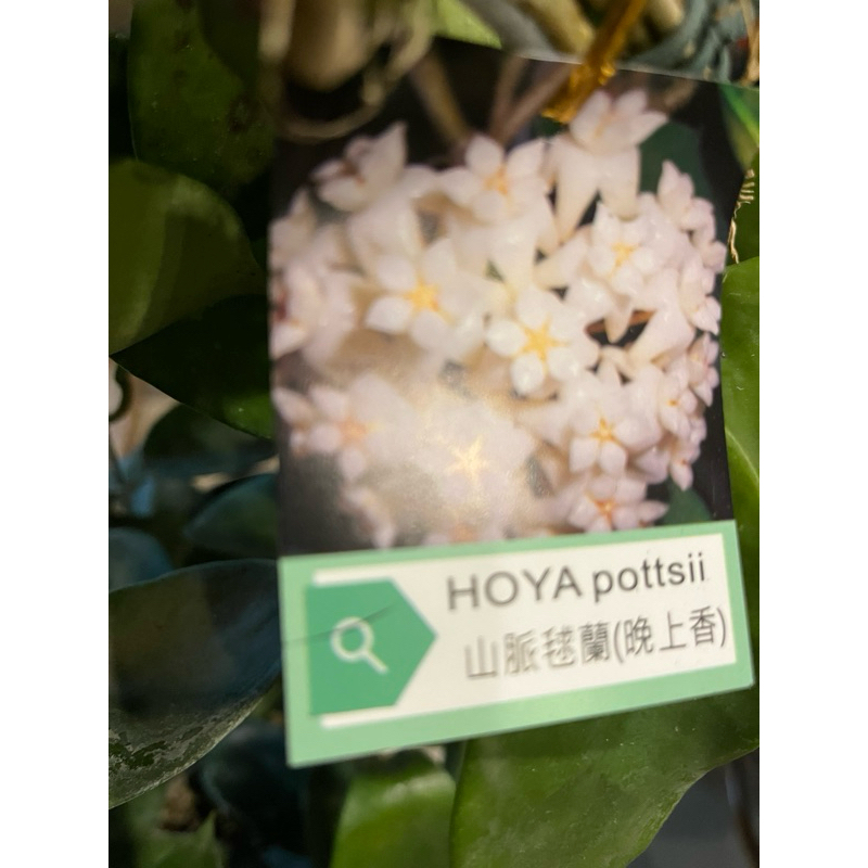 山脈 毬蘭（夜香花）｜4吋吊盆～多年生常綠藤本香花植物⋯