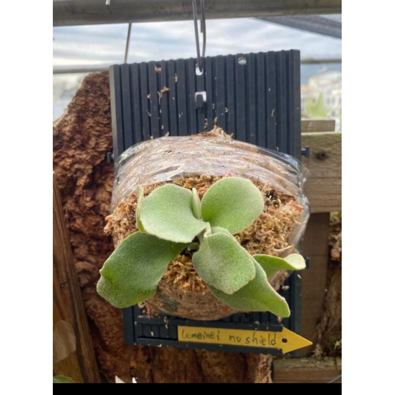 Lemeiei_no_shield無臉檸檬鹿角蕨（陽台族、上板觀賞植物
