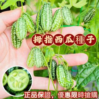 拇指西瓜種子 迷你小西瓜 盆栽西瓜 高產水果 維C高能量 高產西瓜 一株結多瓜 四季種植 薄皮迷你西瓜種子 正品保證